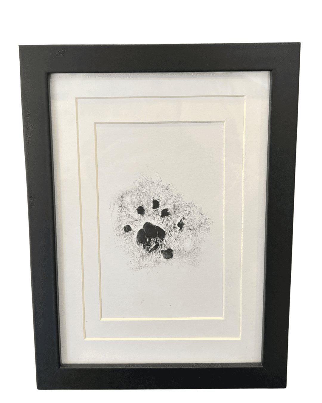 Ink paw or nose print in a display frame.