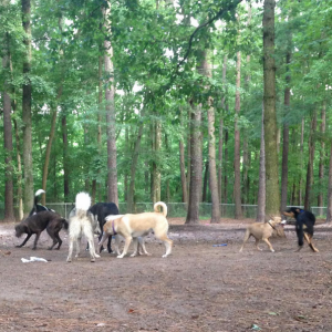 Carolina Pines Dog Park