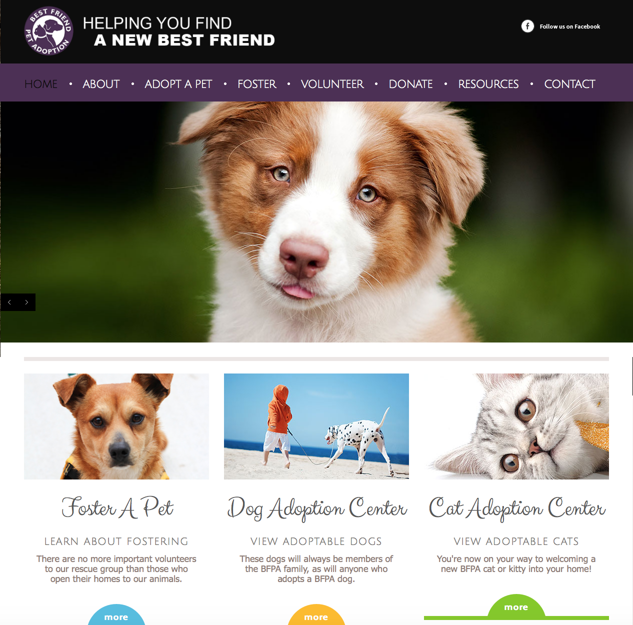 Best Friend Pet Adoption – Companah Pet Cremation and Aftercare