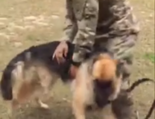 German Shepherd Reunites with his Soldier