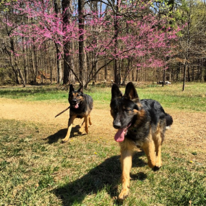 Bark Park in Greensboro