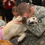 military pet moving foster program