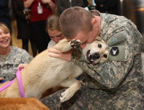 Supporting Troops and Pets – Adoption and Foster Care