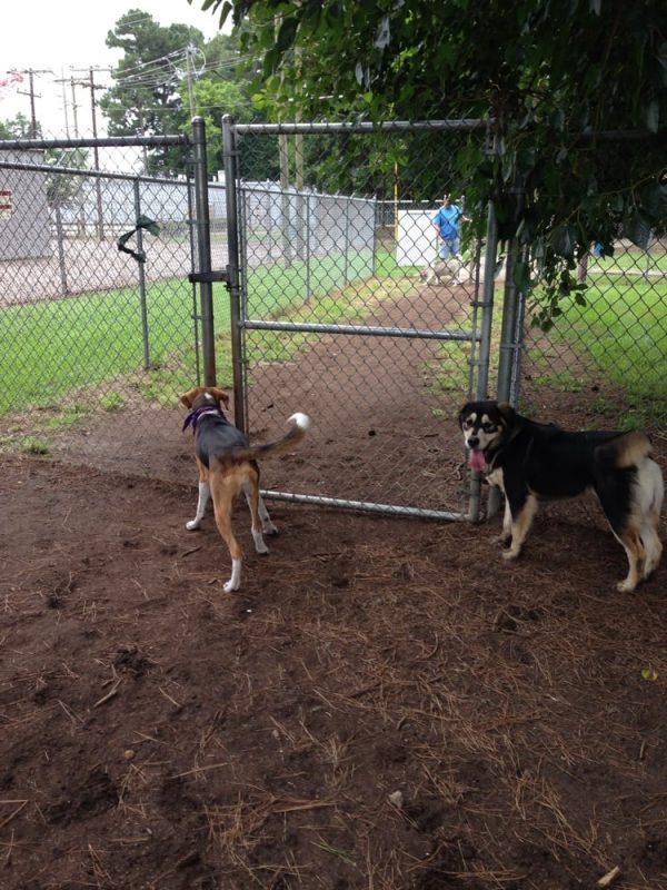 riversidedogpark Companah Pet Cremation and Aftercare