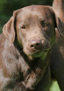 Chocolate Lab