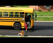 Dog waiting for bus