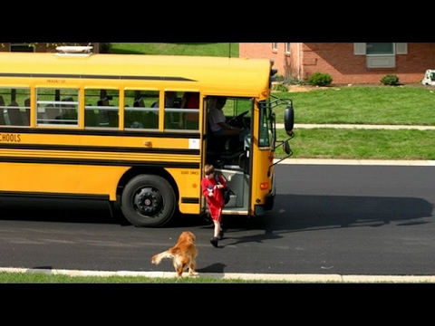 Dog waiting for bus