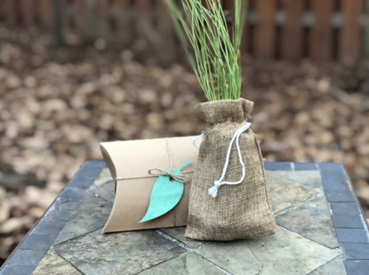 Biodegradable urn and seedling